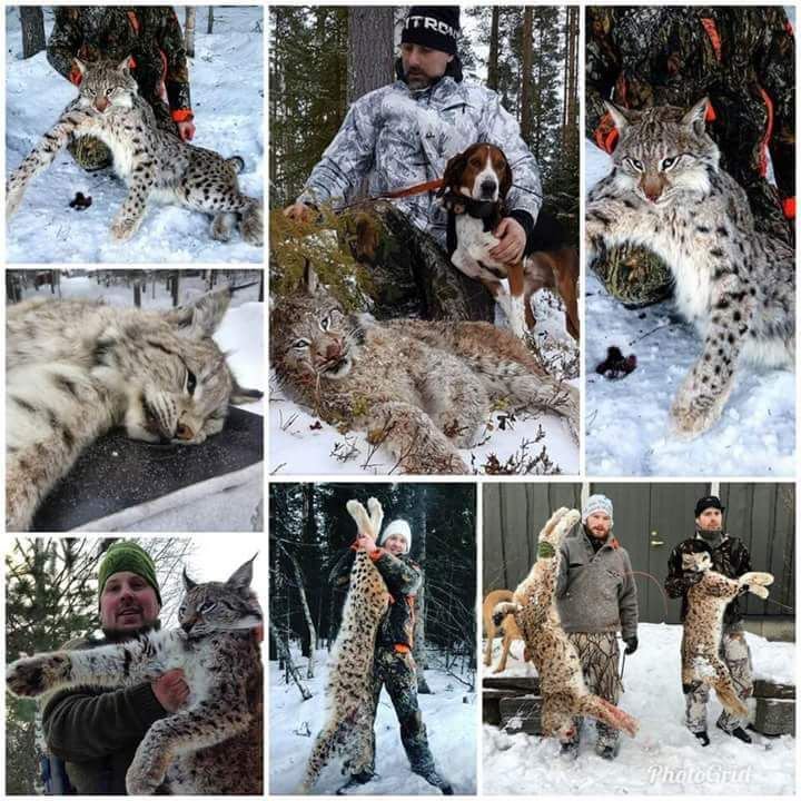 Protect_Wldlife's tweet image. Country: Sweden - horror and barbarity does not distinguish countries, killing #Lynx with government permission!  Photo via @DOMINGUEZLM

RT if you want a GLOBAL ban on #TrophyHunting NOW!!