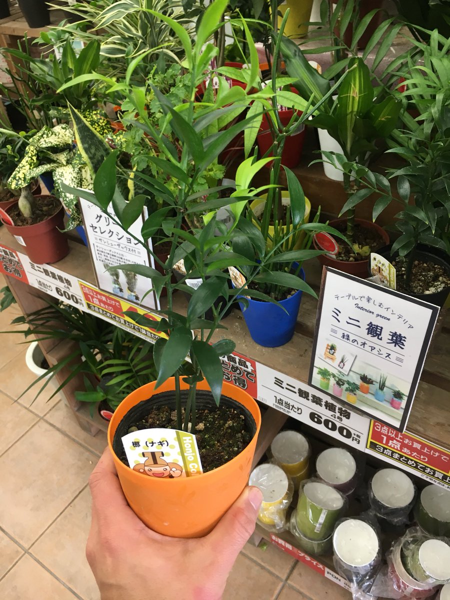 ナギの木 ナギの木