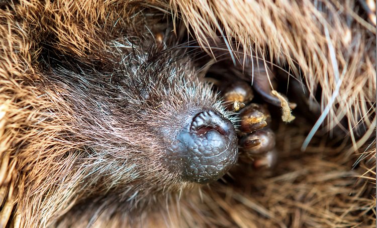 Did you know hedgehog numbers are decreasing at an alarming rate bit.ly/2GyepgB. You can do your bit by making a little hedgehog house in your back garden bit.ly/2FiifuH. Thanks @woodlandtrust