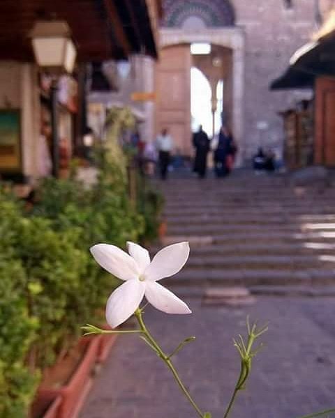 ZaherBadr2's tweet photo. ...صباح...دمشقي..بعبق ..الياسسسسسسسميين https://t.co/V3TFpdDh8Q