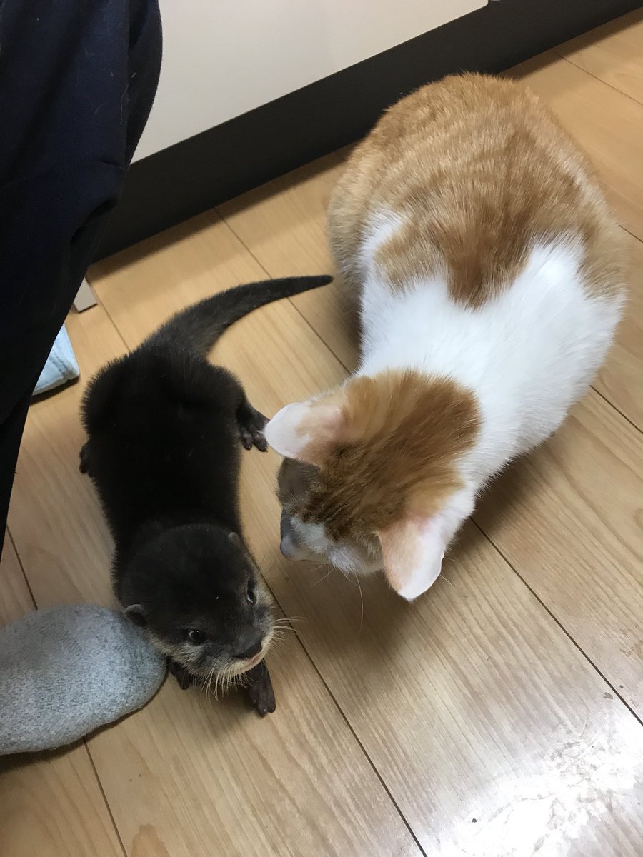 atsushi_314's tweet photo. やっぱ問題は動物じゃなくて人間なんだなってこれ見ると思う。ニクジュディこんなにも早く... https://t.co/HZ8Hd74Yap