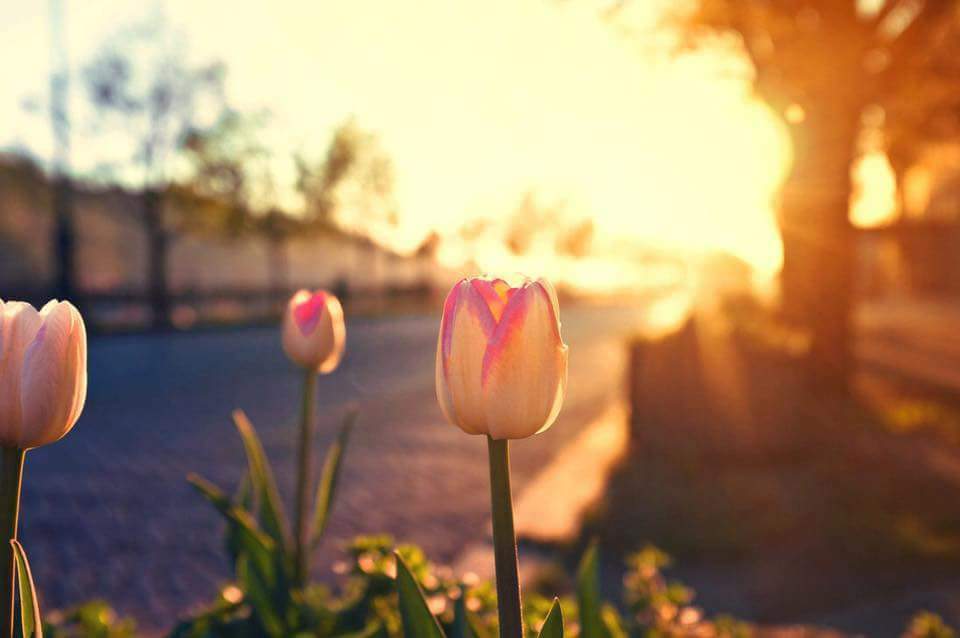 JEAWhiteList's tweet photo. و أقبل الصبح جميلاً يملأ الأفـق بهاه

🌼🌼

#صباح_الخير و يوم جميل نتمناه لكم 

#القائمة_البيضاء https://t.co/GF8EgSYbe7