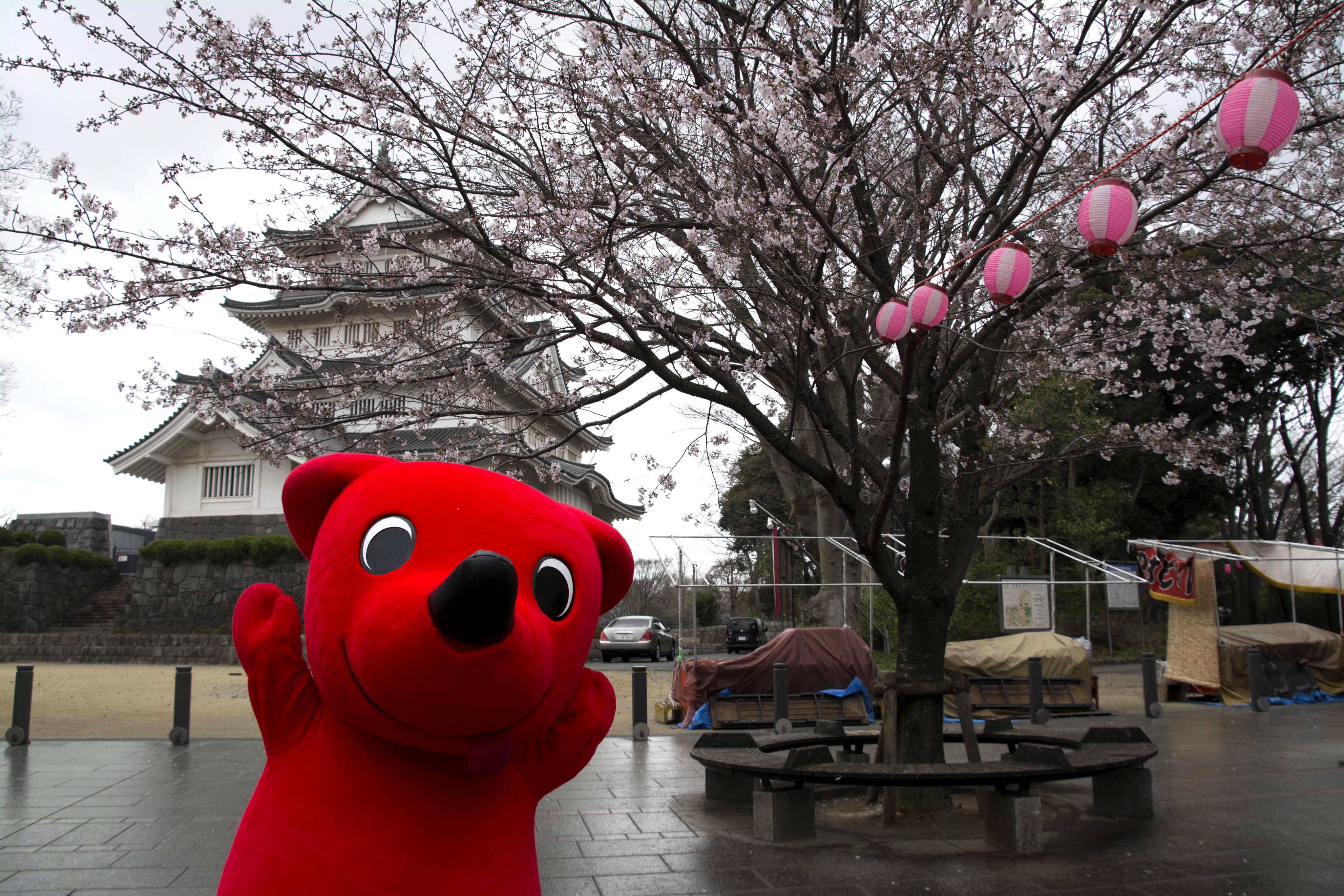 チーバくん Twitterren もうすぐ 桜 の季節だね 千葉市の 亥鼻公園 では 3月31日から4月8日まで 千葉城 さくら祭り が開催されるよ 約100本のソメイヨシノが咲いて 夜になると 千葉城 のライトアップされてきれいなんだよね みんなもお花見を楽しんでね