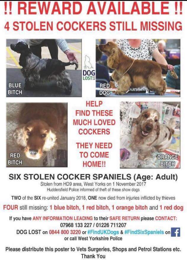 #findsixstolenSpaniels #findsixspaniels