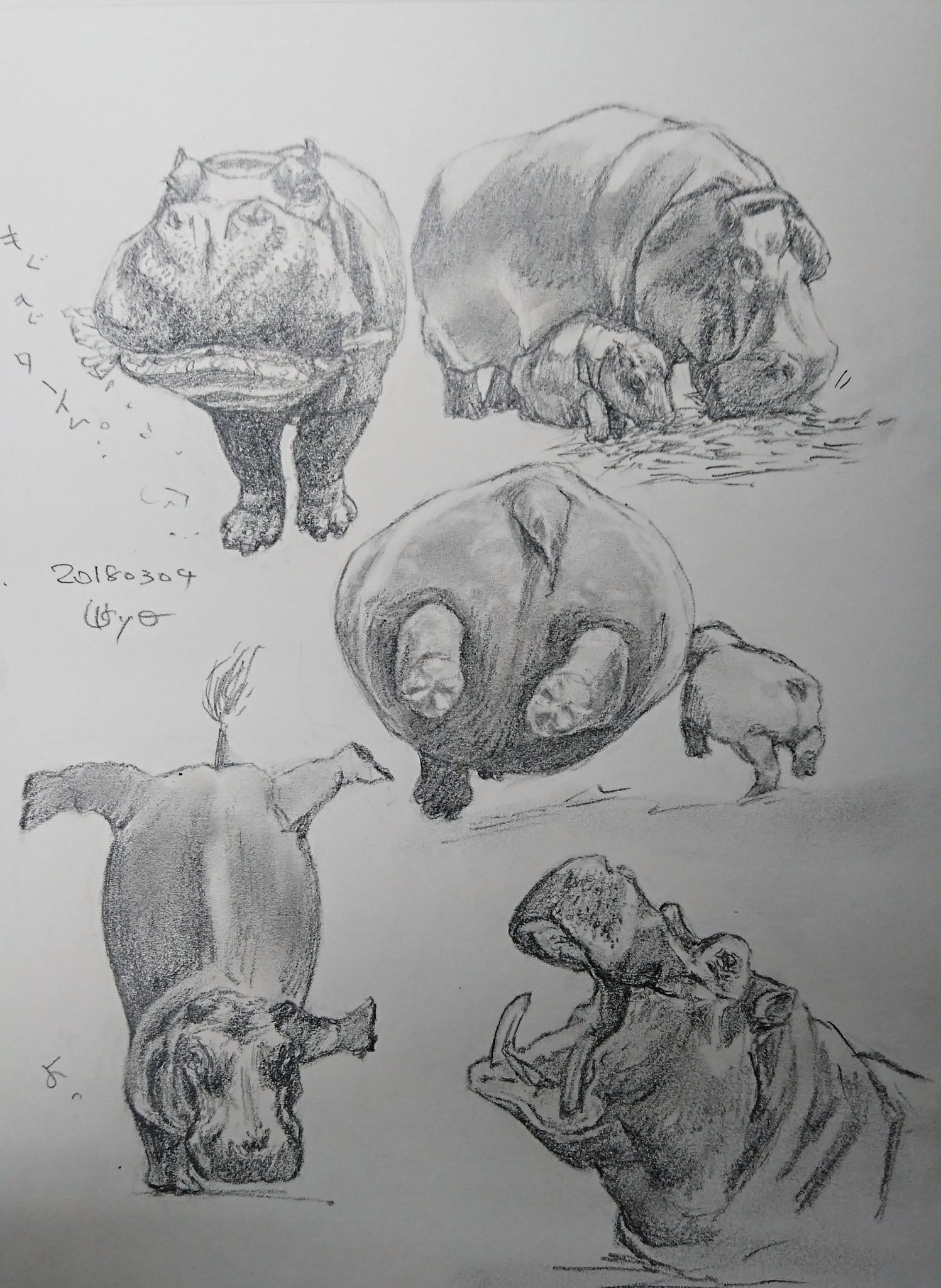 Kagetsu Ukyo 卯京 華月 今日の落書き カバづくし 久しぶりのカバ 何となくカバ 落書き 鉛筆画 練習絵 Rk 一日一絵 今日の落書き 絵描き 脊椎動物 動物 Art 哺乳類 カバ 河馬 絵描きさんとつながりたい 絵描きの輪 絵描き人