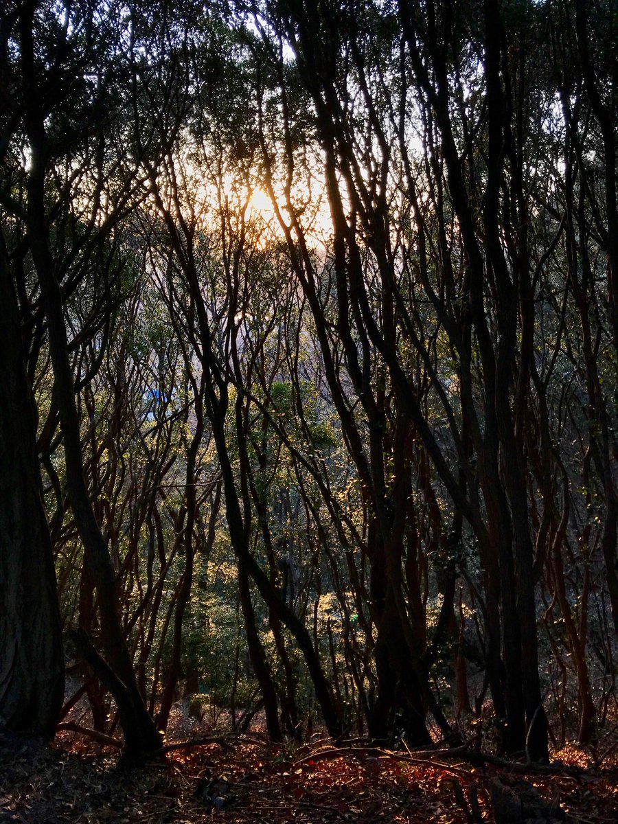 kaz6thlife's tweet photo. 【 #ClimbingMountain ＆ #roard ＆ #steps #shoes ＆ #sunset ＆ #life  】
🌲✨🌿✨🌄✨
Mar.4'th.Sun.17:41 https://t.co/yg2oVa8c2K