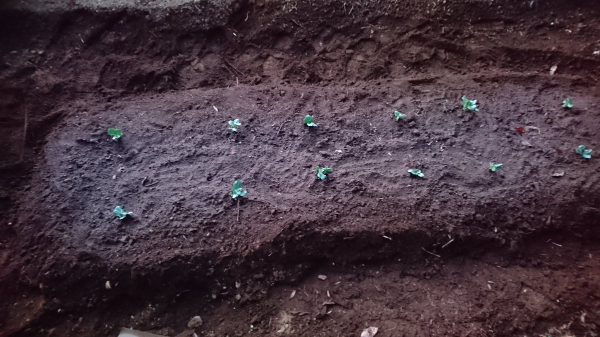 たっけー ソラマメの定植 ちょっとはやい気がするけどw この前播種したやで 12株しか発芽しなかった まあ こいつらがちゃんと育ってくれればokやw はせたく農園