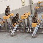 田舎のヤンキーかよｗ自転車とめたいのに猫がたむろっててできないｗ