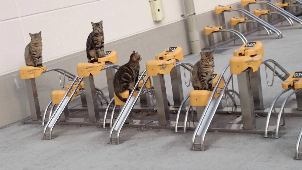田舎のヤンキーかよｗ自転車とめたいのに猫がたむろっててできないｗ