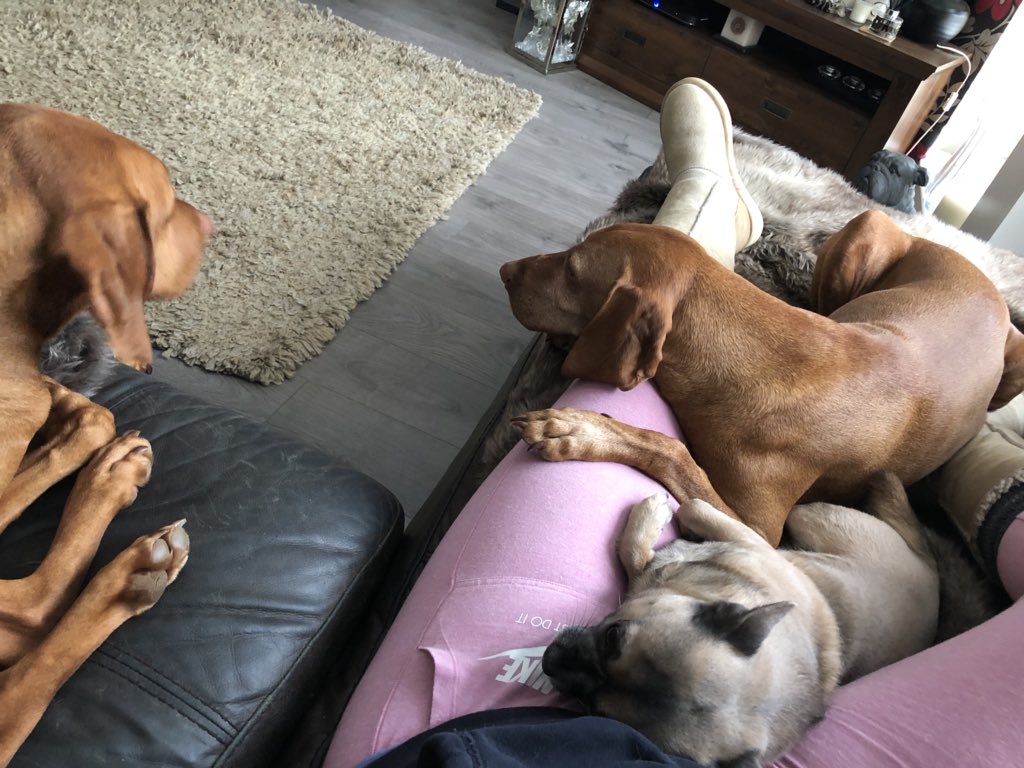 TheMistressRox's tweet photo. The position has been assumed! #Flumping #Vizslas #MexicanPointer #MyWorld https://t.co/nwrOAE0b0Z