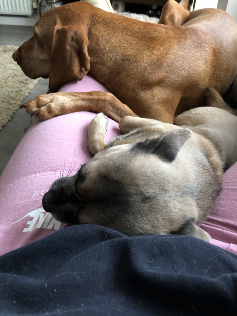 TheMistressRox's tweet photo. The position has been assumed! #Flumping #Vizslas #MexicanPointer #MyWorld https://t.co/nwrOAE0b0Z