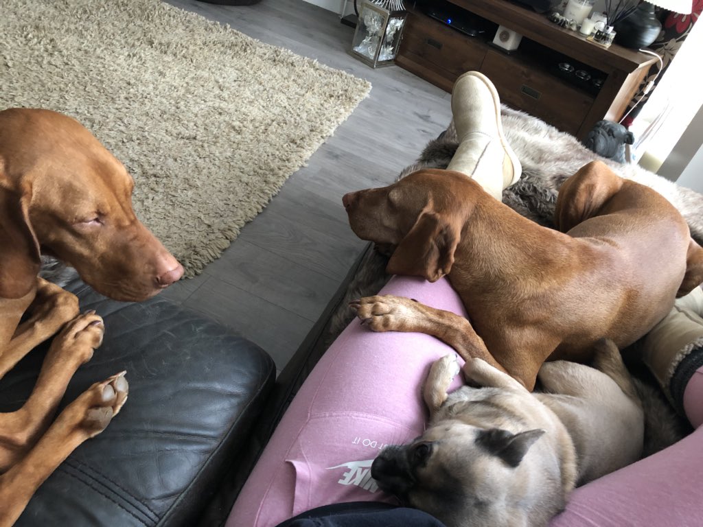 TheMistressRox's tweet photo. The position has been assumed! #Flumping #Vizslas #MexicanPointer #MyWorld https://t.co/nwrOAE0b0Z