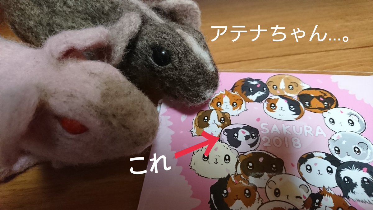 mimmy102apo's tweet photo. 昨日、@Ngxxxii3さんからのお届けものを無事にうけとりました✨
アテナ、感激~💕
#n555 #SAKURA2018 #モルモット https://t.co/tZJsjiNjLz