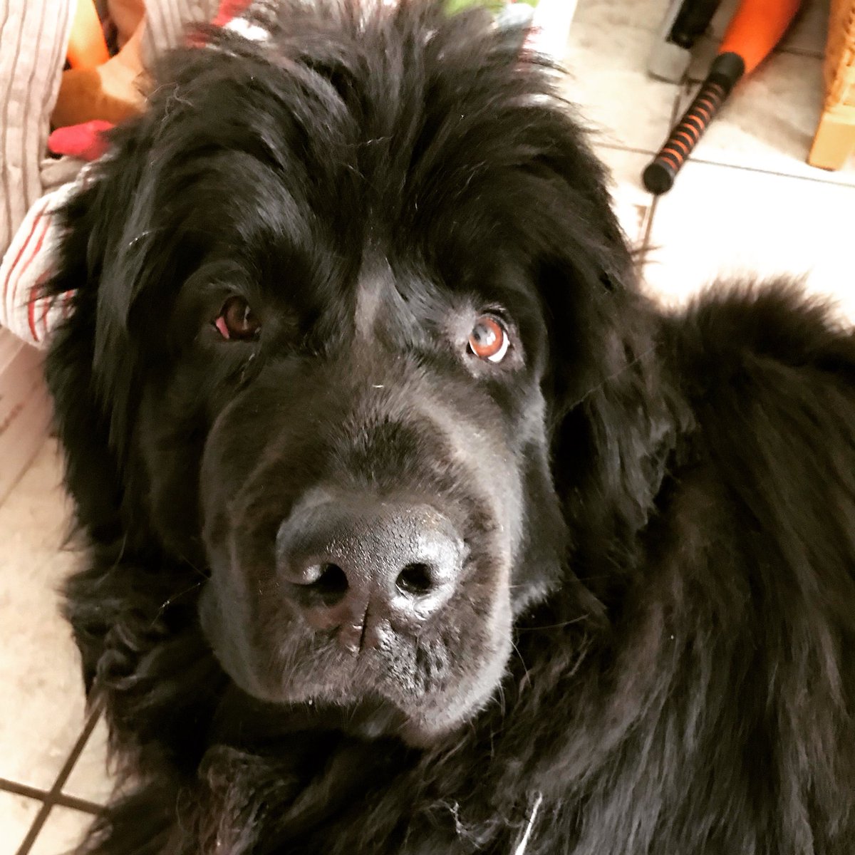 yellowlablover's tweet photo. Momma you woke me up &scared me a bit ๐ฉ I was sleeping ๐คซ
#dog #baltimore #gambrills #k9 #luckyme #lovemuffin #blacknewf #newfiesarethebestdogsever #newftastic #photogenicnewf #mybaby #newfy #newfi #newfie #newfoundlanddog #mommascaregiver #mymomhaslupus #iamherhelper #sleepy https://t.co/W14E1ZS8GE