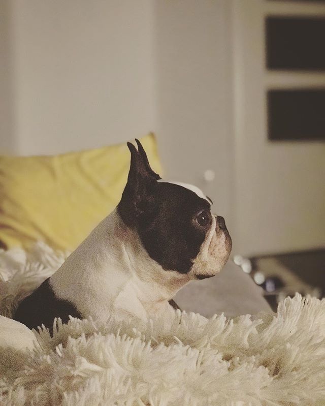 Josemaborrallo's tweet photo. Odie  watching TV 😁😍 #bostonterrier #bostonterriercult #lovebostonterrier #bostonterrieraddict #bostonterrierlove #bostonterrieroftheday #bostonterriersofinstagram #puppyofinstagram #dog #ilovedogs #puppylove #puppy #puppyoftheday #puppyfun #bostonte… https://t.co/KJfqU7YVej https://t.co/o5iSpwOyuI