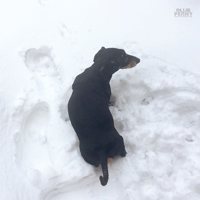 ollieandpenny's tweet image. "...goodbye snow! 👀🙄 Hopefully see you again NEVER! 😆"
.
#byebyesnow #itwasfun #snow #funday #daxie #ollieandpenny