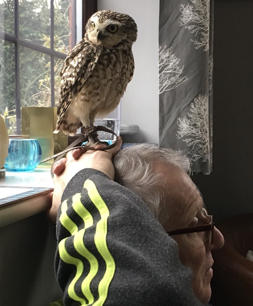 burrowingbolt's tweet photo. Just chillin with my hoomans today #sunday #relaxingonsunday #chillinwithmyhomie #owls #owl #burrowingowl https://t.co/ccWEL8GL34