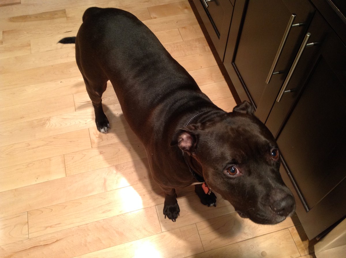 AboveTheGrade2's tweet photo. Levi had a rough beginning . He was dragged by a driver behind his pick up for 8-10 blocks . After lots of love from everyone at the SPCA . He over come everything .He was very scared at the time. With a bit of time he is amazing . Thanks to everyone https://t.co/K5fDGKPmCA