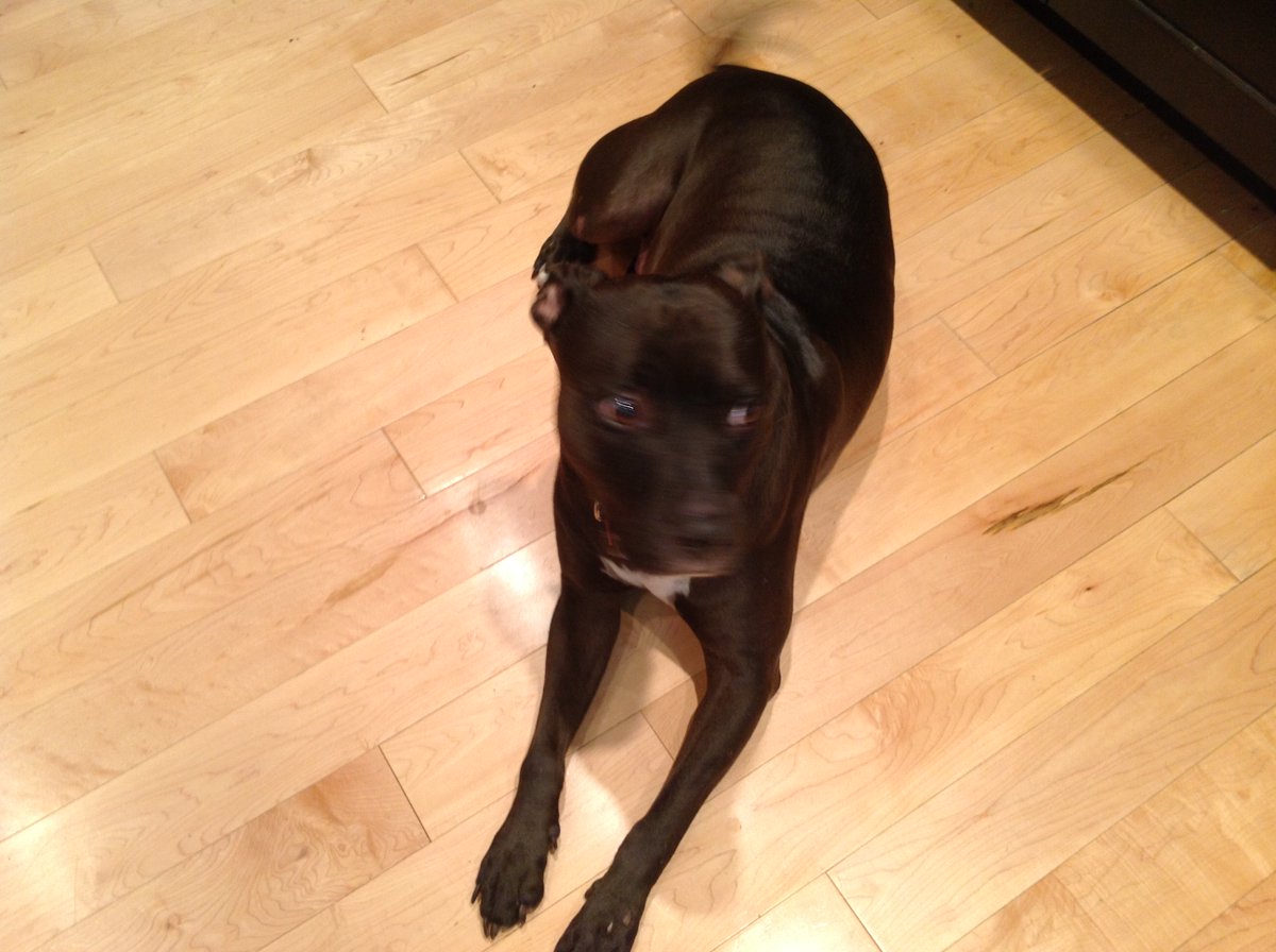 AboveTheGrade2's tweet photo. Levi had a rough beginning . He was dragged by a driver behind his pick up for 8-10 blocks . After lots of love from everyone at the SPCA . He over come everything .He was very scared at the time. With a bit of time he is amazing . Thanks to everyone https://t.co/K5fDGKPmCA
