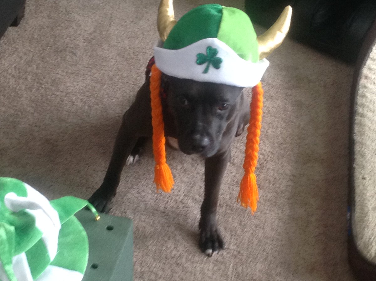 AboveTheGrade2's tweet photo. Levi had a rough beginning . He was dragged by a driver behind his pick up for 8-10 blocks . After lots of love from everyone at the SPCA . He over come everything .He was very scared at the time. With a bit of time he is amazing . Thanks to everyone https://t.co/K5fDGKPmCA