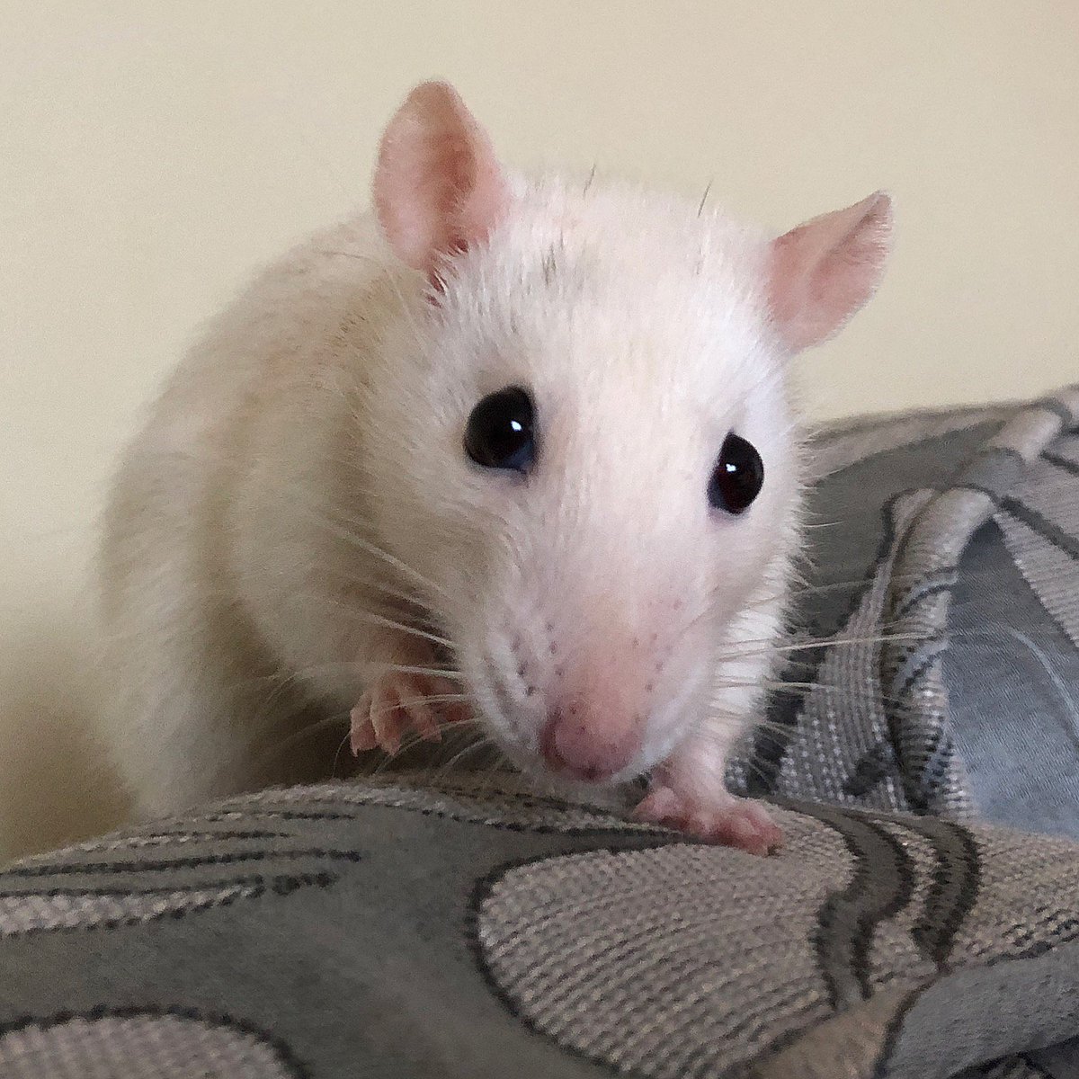 ThatCynical_Cat's tweet photo. Sweepy #rats #ratsoftwitter https://t.co/vm0c5jLeEU