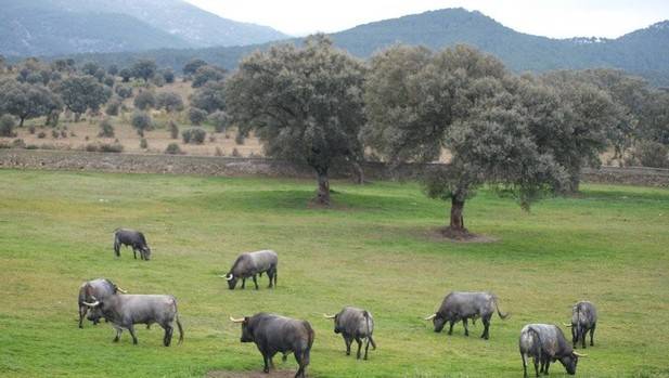 Toros de José Escolar ...foto : diario de noticias