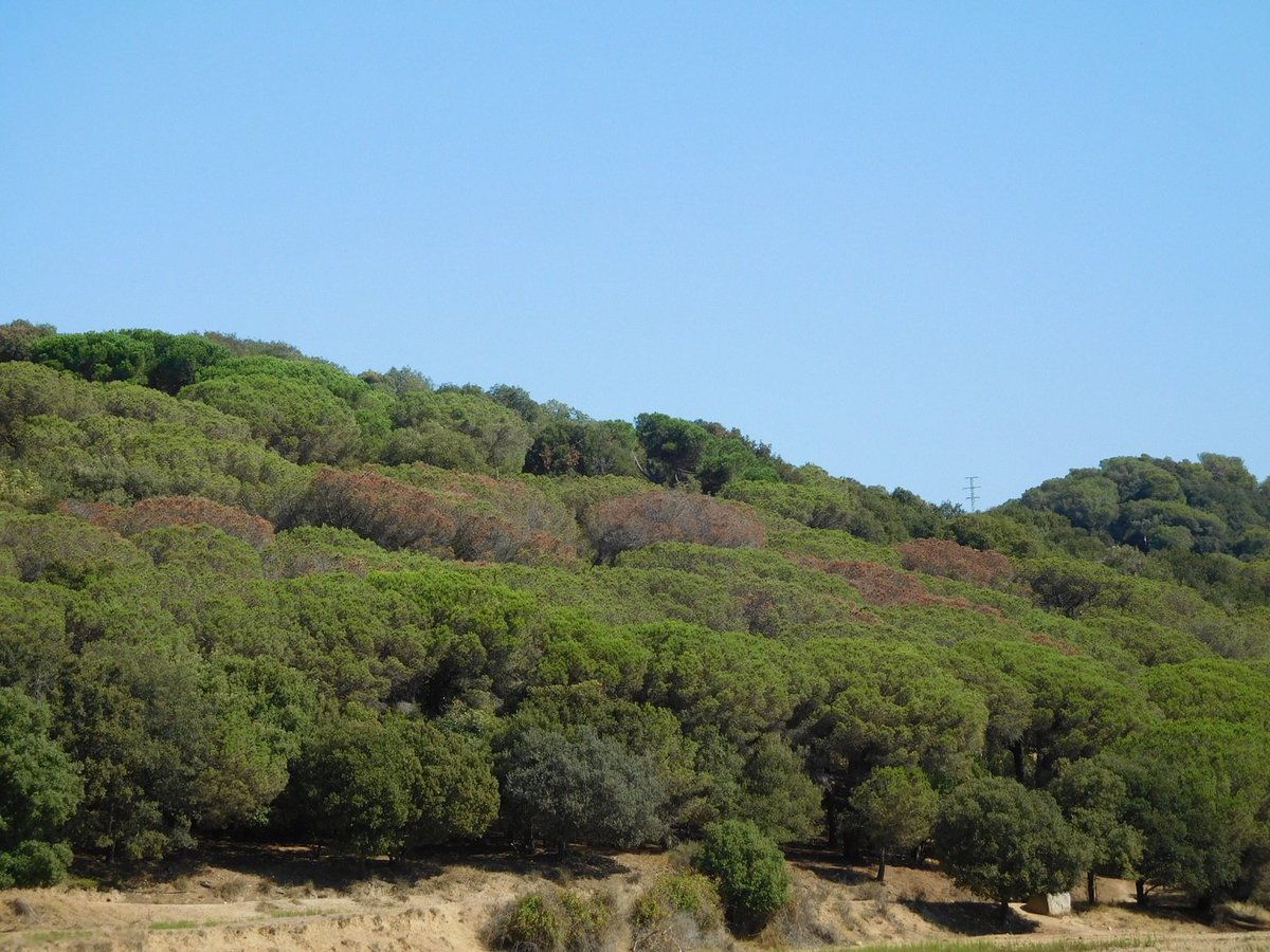 CREAF_ecologia's tweet photo. A més de morir de set molts arbres també moren de gana per inanició si hi ha sequera: es queden sense reserves de C https://t.co/3C2BFe6u6Q https://t.co/ZUu6fKLfei
