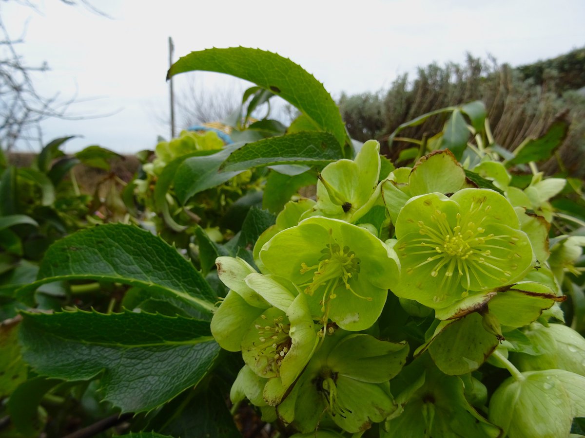 driftwoodbysea's tweet photo. Hellebores looking a little sorry after some #frostbite2018 !!! Still quite luminous though! https://t.co/jaAgFAiIcy https://t.co/bd5YZukTzK