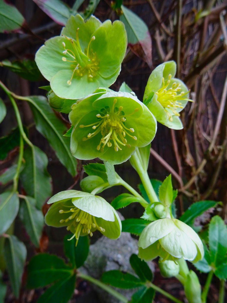driftwoodbysea's tweet photo. Hellebores looking a little sorry after some #frostbite2018 !!! Still quite luminous though! https://t.co/jaAgFAiIcy https://t.co/bd5YZukTzK