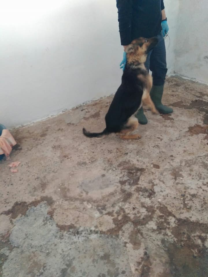 siviaromera1's tweet photo. PERRERA DE BAZA GRANADA 
ALMA
Hembra pastor alema abandonada en la perrera
Eres noble, cariñosa, juguetona como un cascabel, pero con el paso de los dias  alli, tu vida se volverá gris
por favor difundir, la perrera esta a tope, NO DIGO MAS
62987922O 
695060594
649131136 https://t.co/M8LlDjPAaj