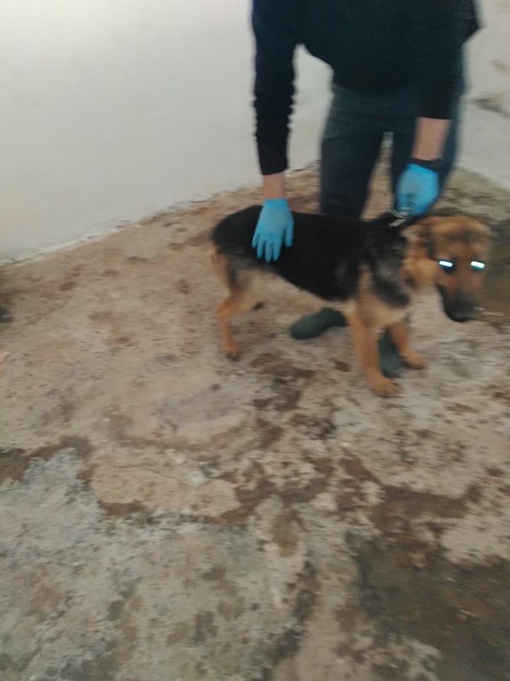 siviaromera1's tweet photo. PERRERA DE BAZA GRANADA 
ALMA
Hembra pastor alema abandonada en la perrera
Eres noble, cariñosa, juguetona como un cascabel, pero con el paso de los dias  alli, tu vida se volverá gris
por favor difundir, la perrera esta a tope, NO DIGO MAS
62987922O 
695060594
649131136 https://t.co/M8LlDjPAaj