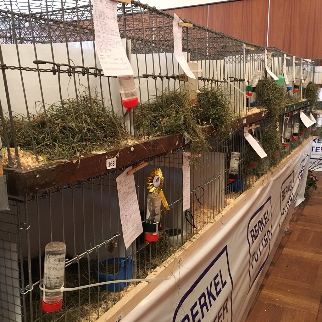 goma_withme's tweet photo. モルモットショー2日目。昨日審査されたモルモットに評価が付いてました!🥇
The second day of the guinea pig show. Evaluation was attached to the guinea pig which was judged yesterday!
#cavy #guineapig #cavyshow #モルモット https://t.co/QRUrmBqTv1