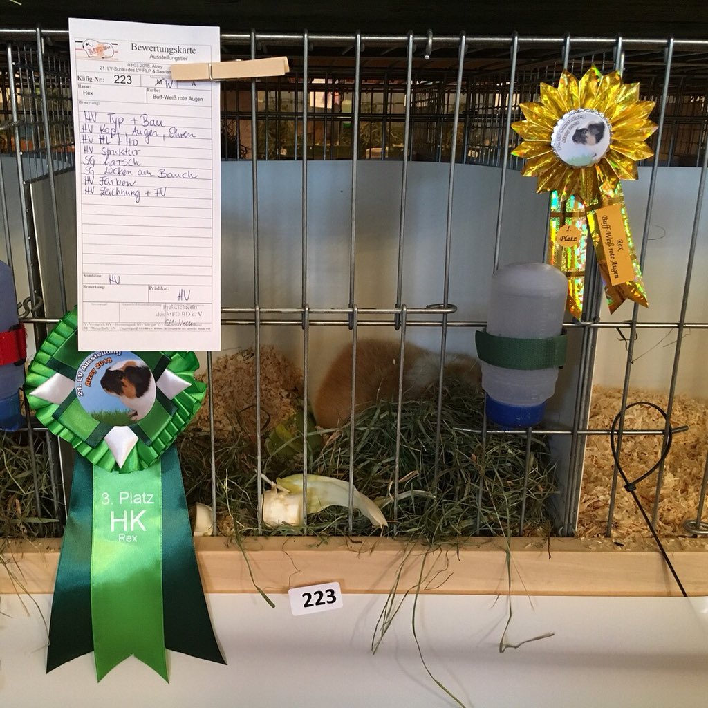 goma_withme's tweet photo. モルモットショー2日目。昨日審査されたモルモットに評価が付いてました!🥇
The second day of the guinea pig show. Evaluation was attached to the guinea pig which was judged yesterday!
#cavy #guineapig #cavyshow #モルモット https://t.co/QRUrmBqTv1