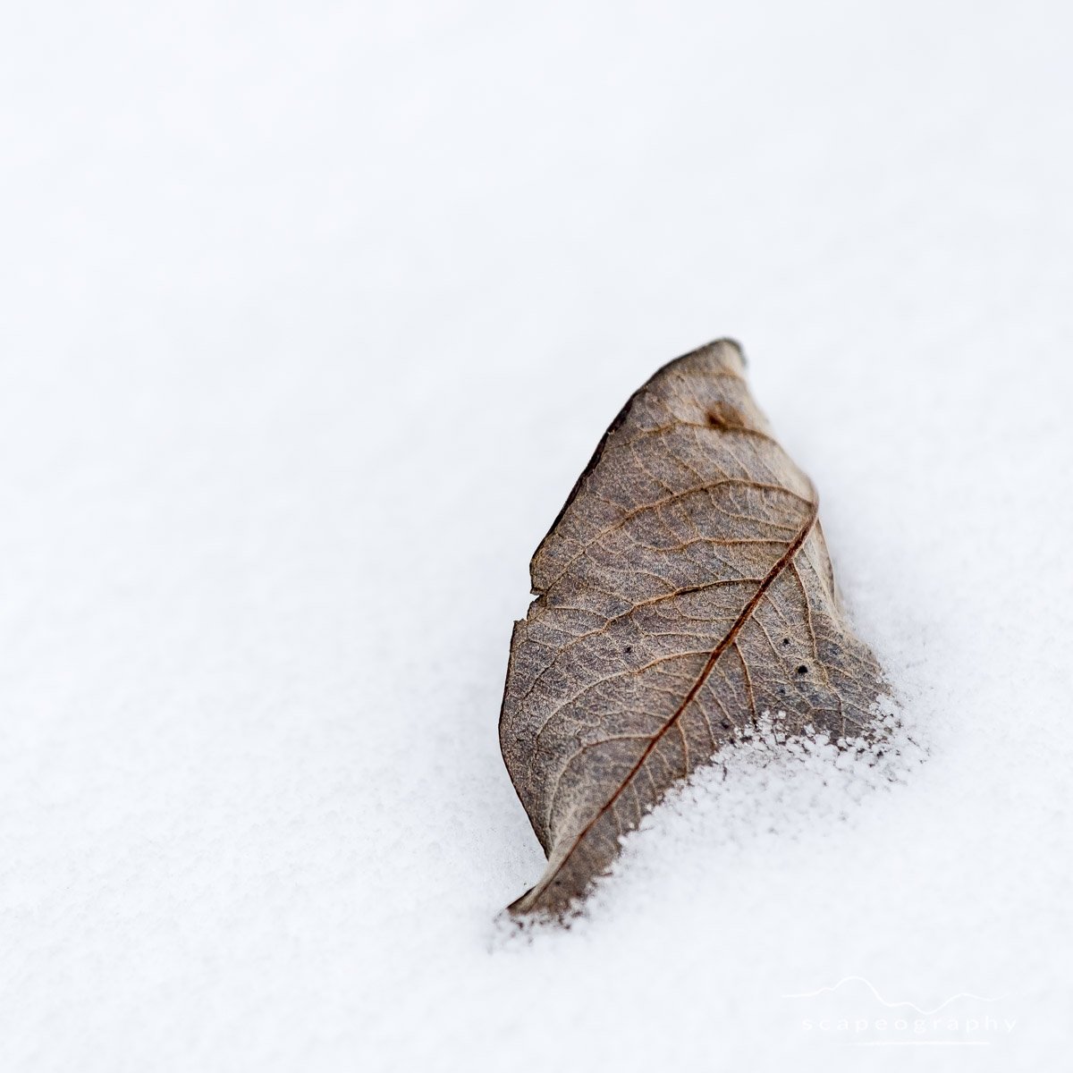 scapeograph's tweet photo. Burried in Snow - something many opf my friends have been experiencing this past week. Thankfully they're all fine and well. #leaf #leaves #snow #d810 #nikon #monocolor #monocolour https://t.co/aNsUsMplfC