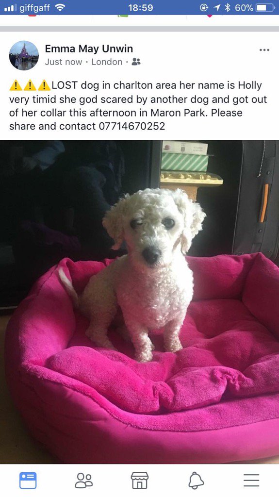 smurden11's tweet photo. Lost dog in Charlton south east of London still has not been found.. so Holly is still missing 🐾 https://t.co/JiVciwg4Py