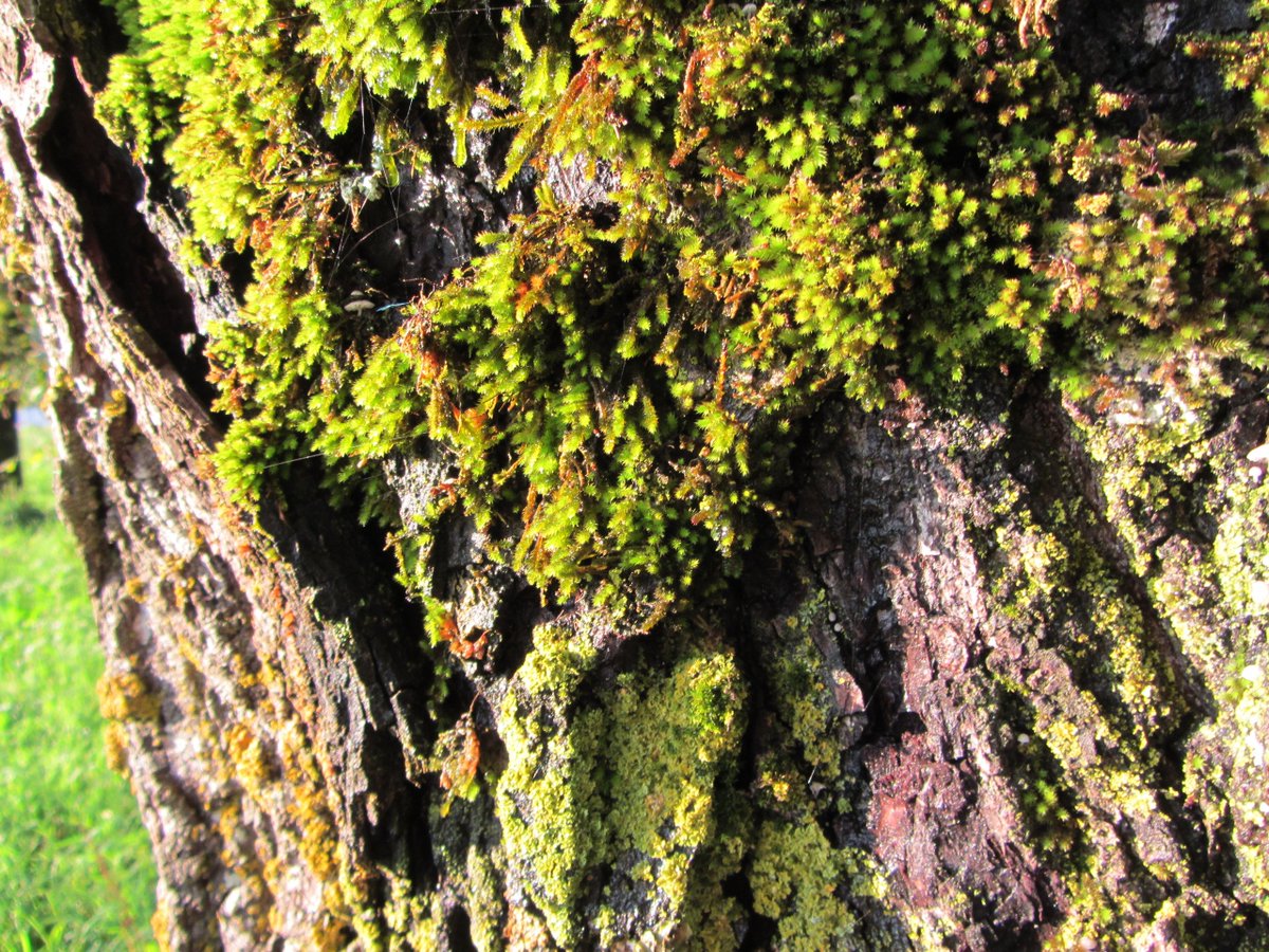 ManuelaMravlak's tweet photo. Such a majestic tree... with many pretty details on it! 💚🌲✨💚✨

#MMMPhotos #MMMWords #Tree #MyPowerTree #MyTreeOfLife #Nature #NaturePhotography #Beauty #BeautyIsEverywhere #StormHour @StormHour @DubberTrevor https://t.co/Hm02gZpBse