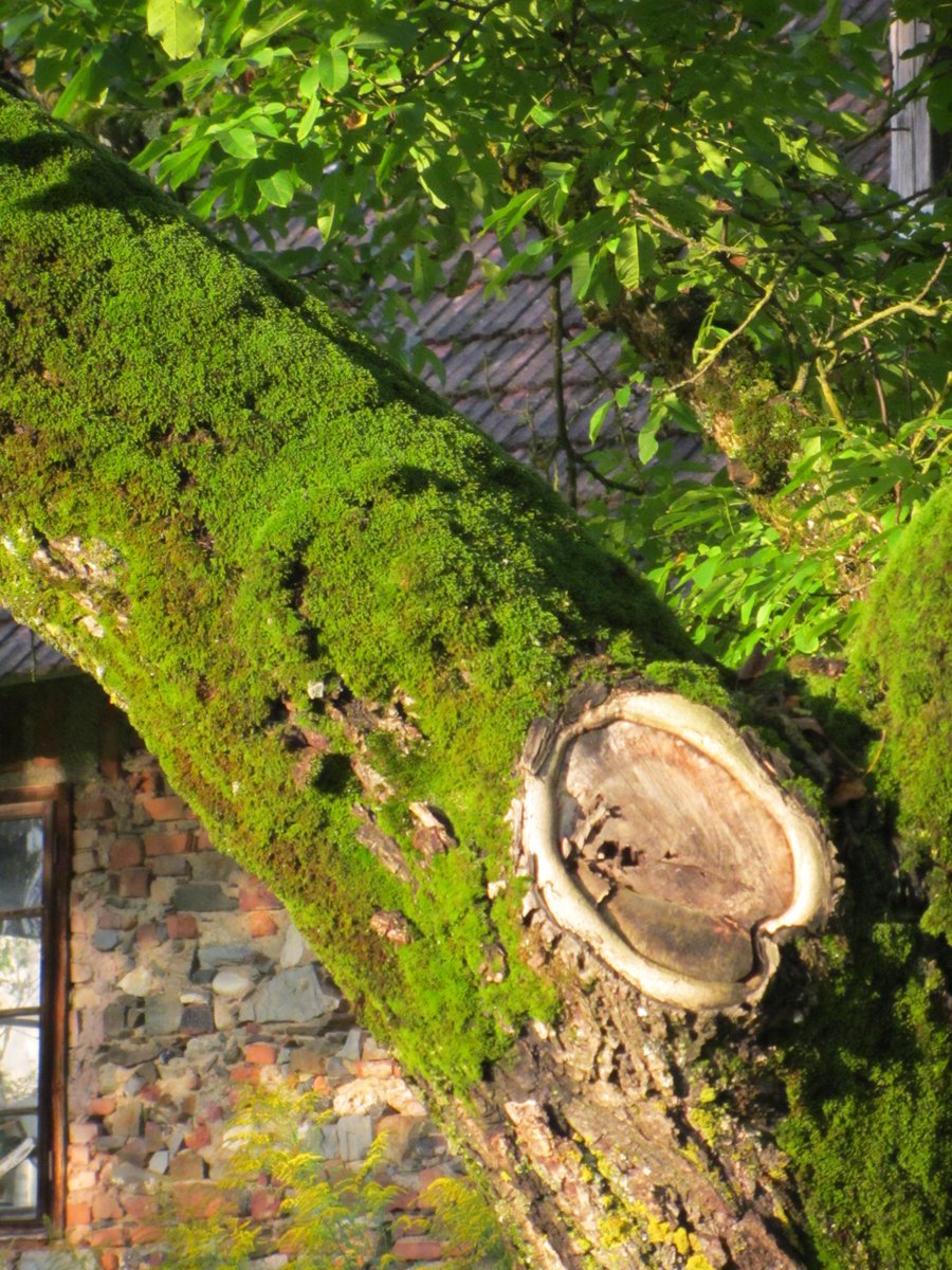ManuelaMravlak's tweet photo. Such a majestic tree... with many pretty details on it! 💚🌲✨💚✨

#MMMPhotos #MMMWords #Tree #MyPowerTree #MyTreeOfLife #Nature #NaturePhotography #Beauty #BeautyIsEverywhere #StormHour @StormHour @DubberTrevor https://t.co/Hm02gZpBse