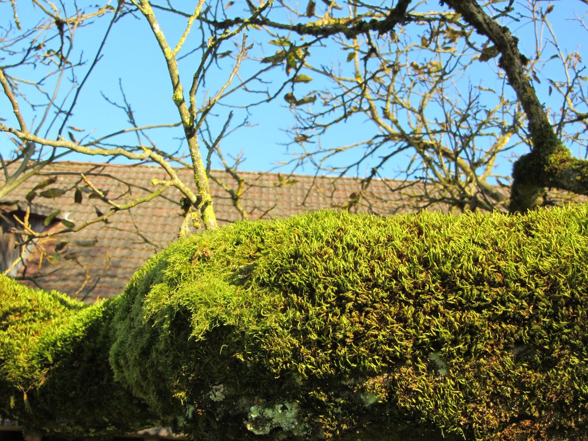 ManuelaMravlak's tweet photo. Still the same tree,the pictures never look the same. That is how special he is,how special we are,each of us. Even more beautiful details, as well as each of us owns his own✨💚🌲

#MMMPhotos #MMMWords #Tree #MyPowerTree #Nature #NaturePhotography #BigBeauty #BeautyIsEverywhere https://t.co/bKWu2JTY9s