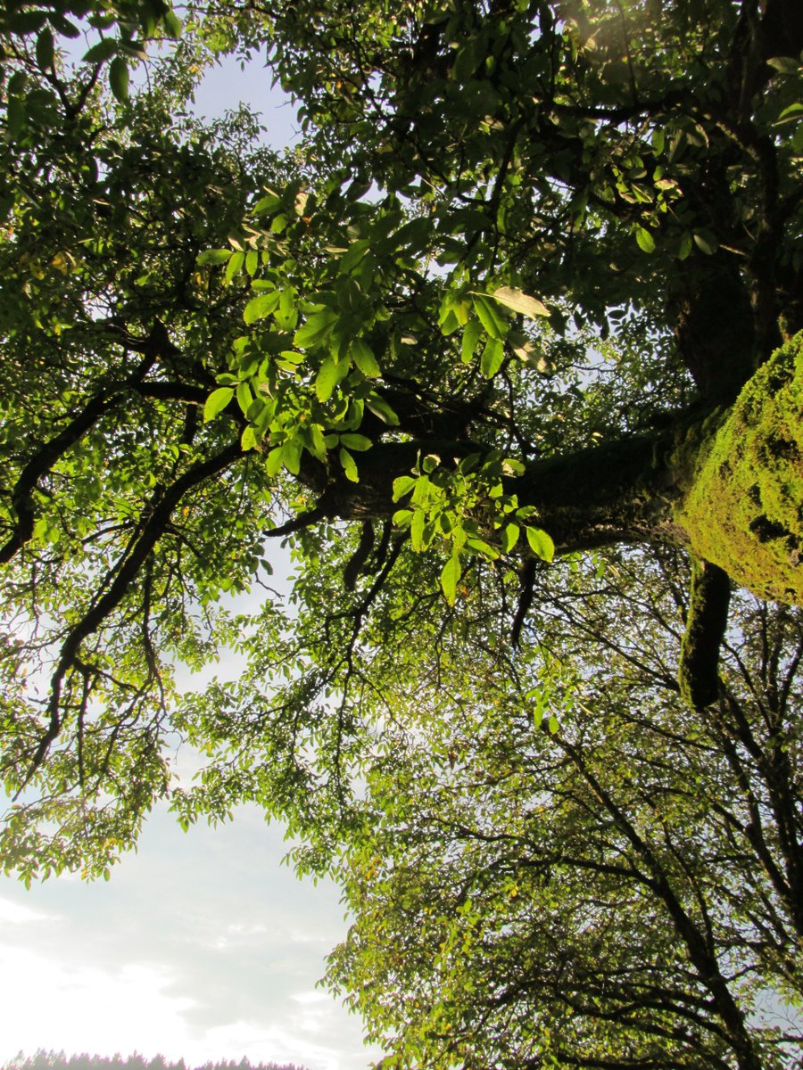 ManuelaMravlak's tweet photo. Still the same tree,the pictures never look the same. That is how special he is,how special we are,each of us. Even more beautiful details, as well as each of us owns his own✨💚🌲

#MMMPhotos #MMMWords #Tree #MyPowerTree #Nature #NaturePhotography #BigBeauty #BeautyIsEverywhere https://t.co/bKWu2JTY9s