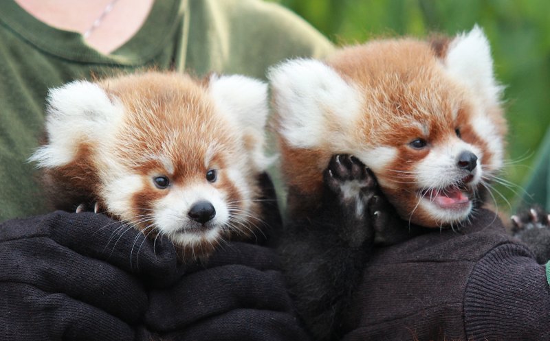 hazjaybee6661's tweet photo. @ThomasSanders you missed a baby animal from your latest video. Baby red pandas https://t.co/qLjoGdEihM