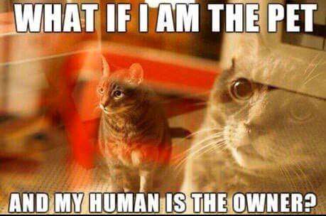 Munchkin_George's tweet photo. https://t.co/D2T29JeDIC