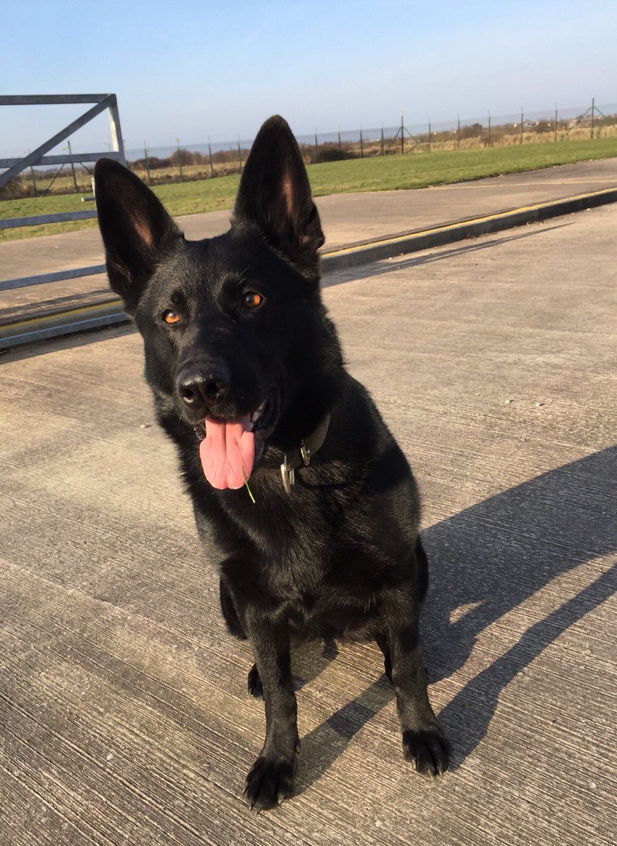 ChNWPoliceDogs's tweet photo. Vehicle failed to stop and driver decamped from NWP Roads Policing Unit. PD Fiona deployed and located driver in a garden shed.
#PDFiona https://t.co/SCIr9d7qKI