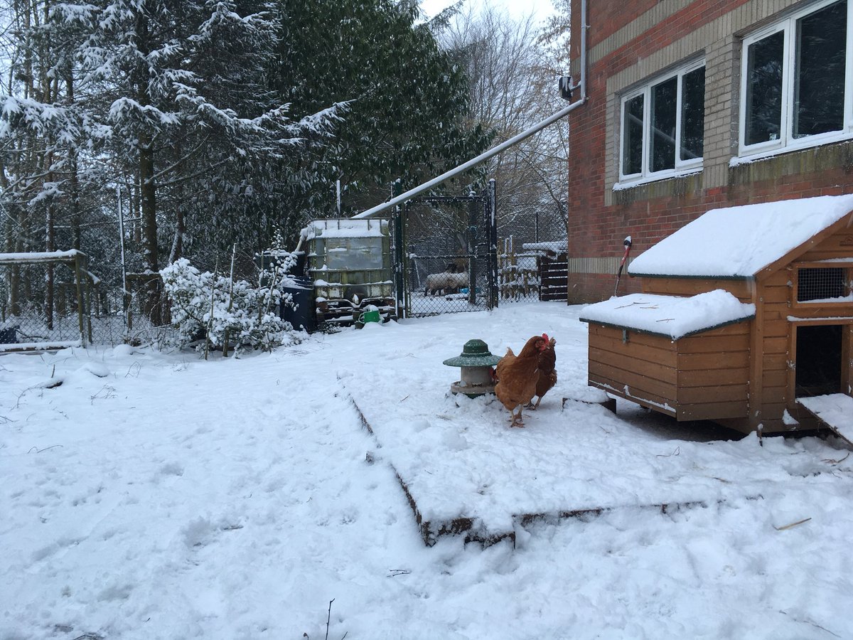 WHS_OpenSpaces's tweet photo. Out in the snow theOpen Spaces Hogs are weathering it better than me https://t.co/iHSKSqRb1C