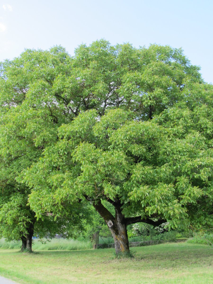 ManuelaMravlak's tweet photo. 💚🍃🌲🍃💚
My unique Tree of Life ______ My Power Tree
Always connected, even over the distance.
💚🍃🌲🍃💚

#MMMWords #MMMPhotos #Tree #MyPowerTree #Nature #NaturePhotography #BigBeauty #BeautyIsEverywhere @StormHour https://t.co/Vf3kJFXS3Z