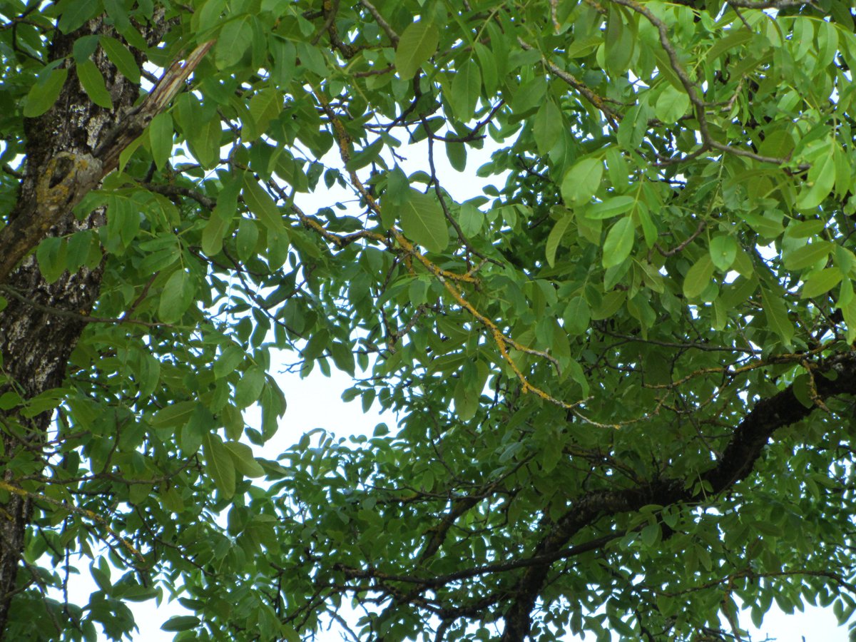 ManuelaMravlak's tweet photo. 💚🍃🌲🍃💚
My unique Tree of Life ______ My Power Tree
Always connected, even over the distance.
💚🍃🌲🍃💚

#MMMWords #MMMPhotos #Tree #MyPowerTree #Nature #NaturePhotography #BigBeauty #BeautyIsEverywhere @StormHour https://t.co/Vf3kJFXS3Z