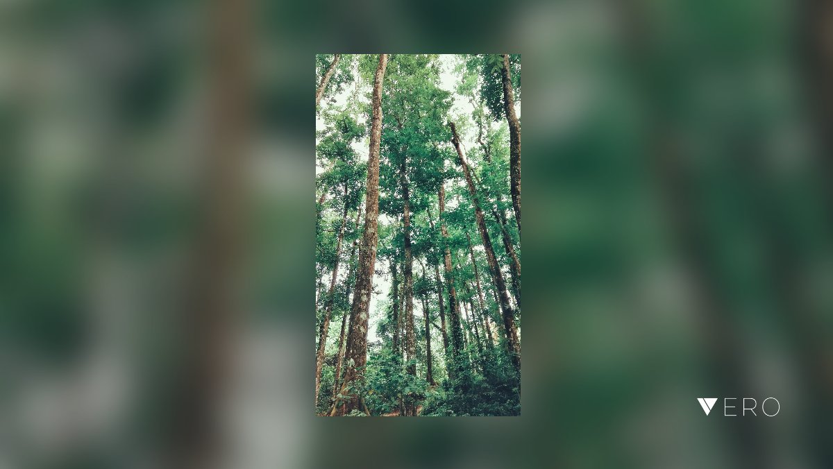Welcome to the Jungle 🐒
#jungleadventure #forest #tree #nature #photography <a href="/VeroTrueSocial/">VERO MUSIC</a>