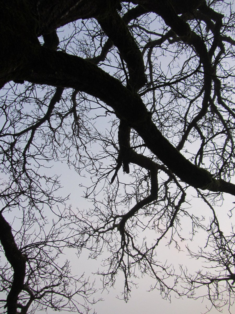 ManuelaMravlak's tweet photo. 💚Endlessly.💚

#MMMPhotos #MMMWords #Tree #MyPowerTree #Nature #NaturePhotography #BigBeauty #BeautyIsEverywhere @pskeltonphoto @NaturehawkPhoto @DubberTrevor @PhotosbyLar @StormHour https://t.co/ppLHh4RLJM