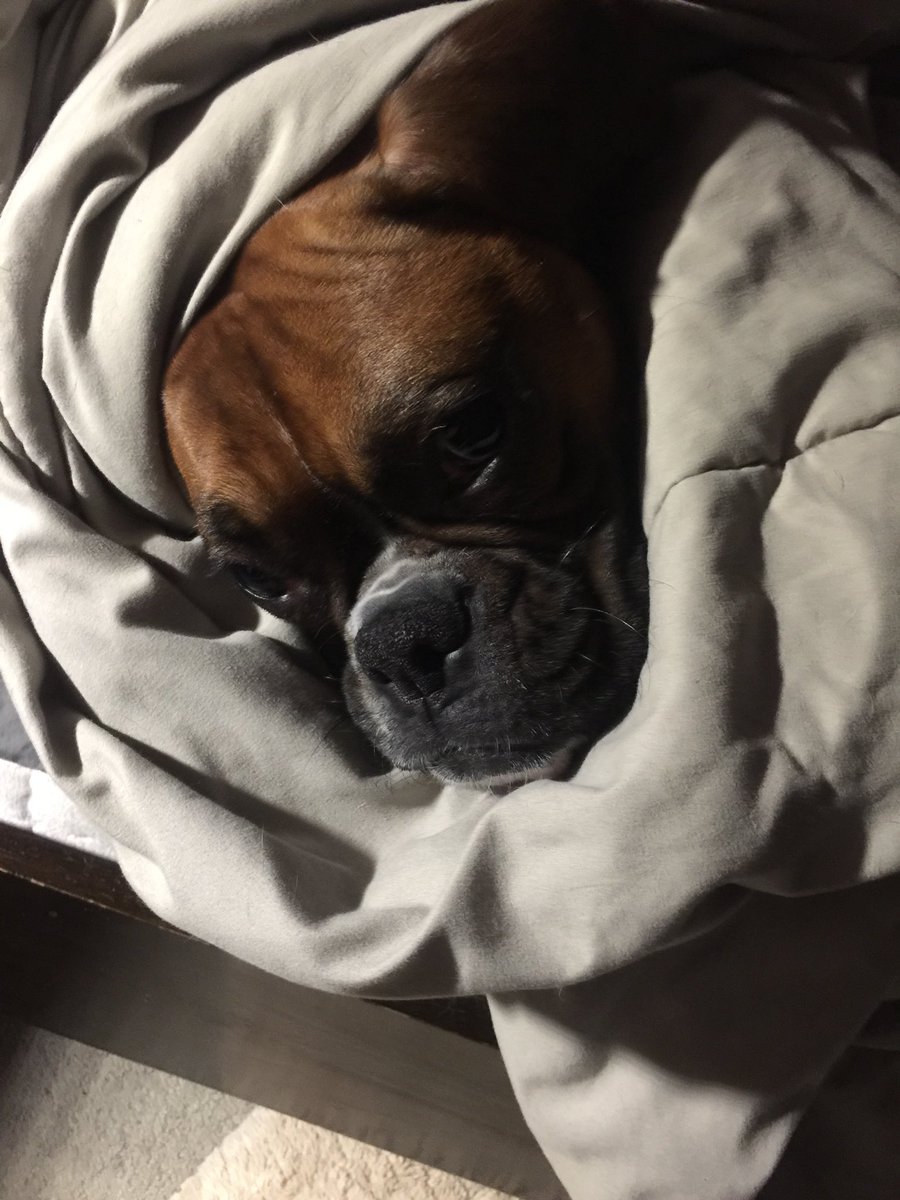 My little snuggle bug this morning! #boxersrule #cutestpuppy