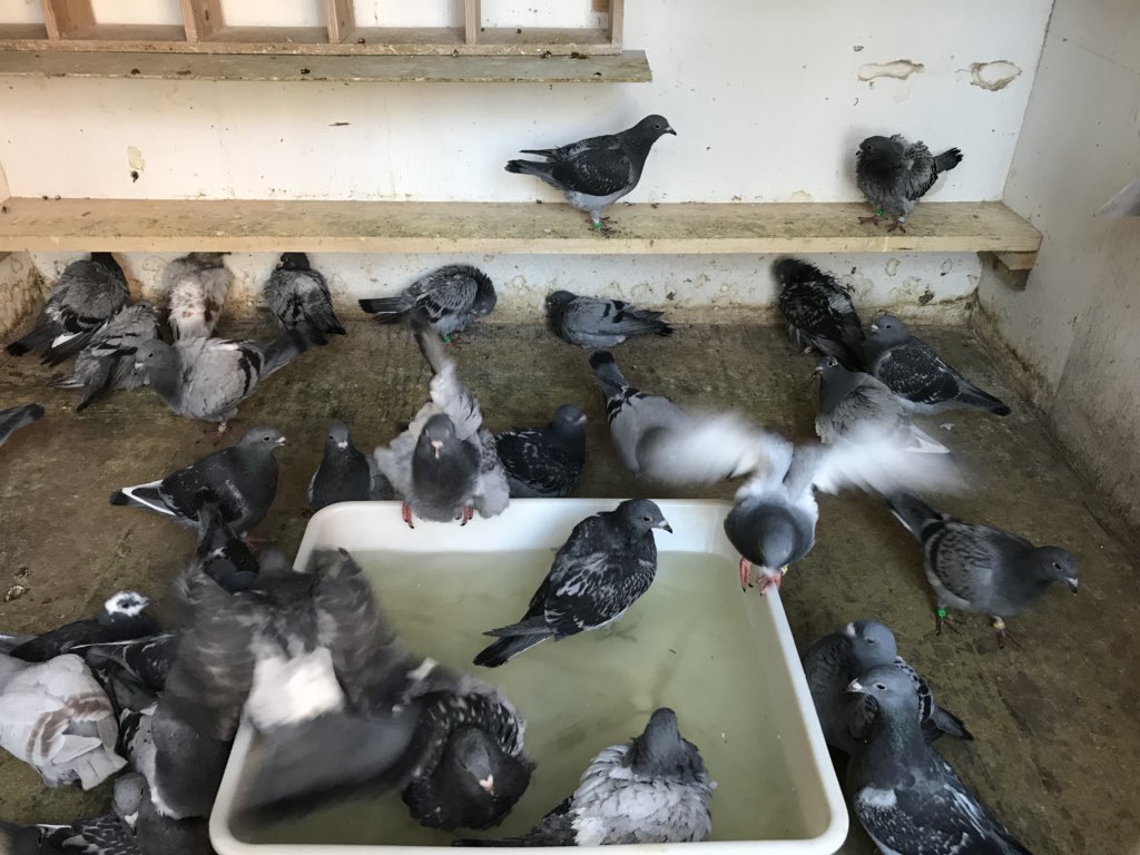 PeterSebel's tweet image. De jongen voor het eerst in bad. En dat zonder begeleiden van oude duiven, gewoon op intuïtie