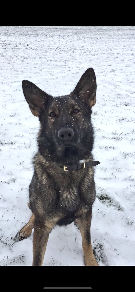 BTPDogs's tweet photo. Good afternoon from #PDIndie #PDRocco and #PDMia enjoying the last of the snow βοΈ Have a great Sunday and thanks for following us π https://t.co/pTBN6UgaT9